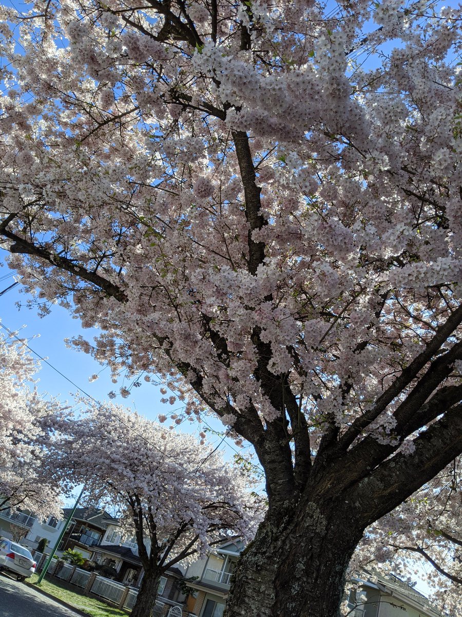 We call it "pink snow" for a reason. #CherryBlossoms  #CherryBlossomDaily