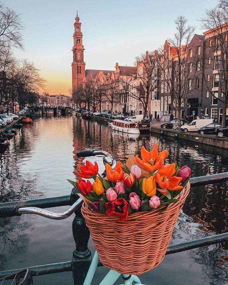 priyeshchokshi's tweet photo. Good Morning 🌞 #Amsterdam #Tulipflowers https://t.co/9UetAUtsev