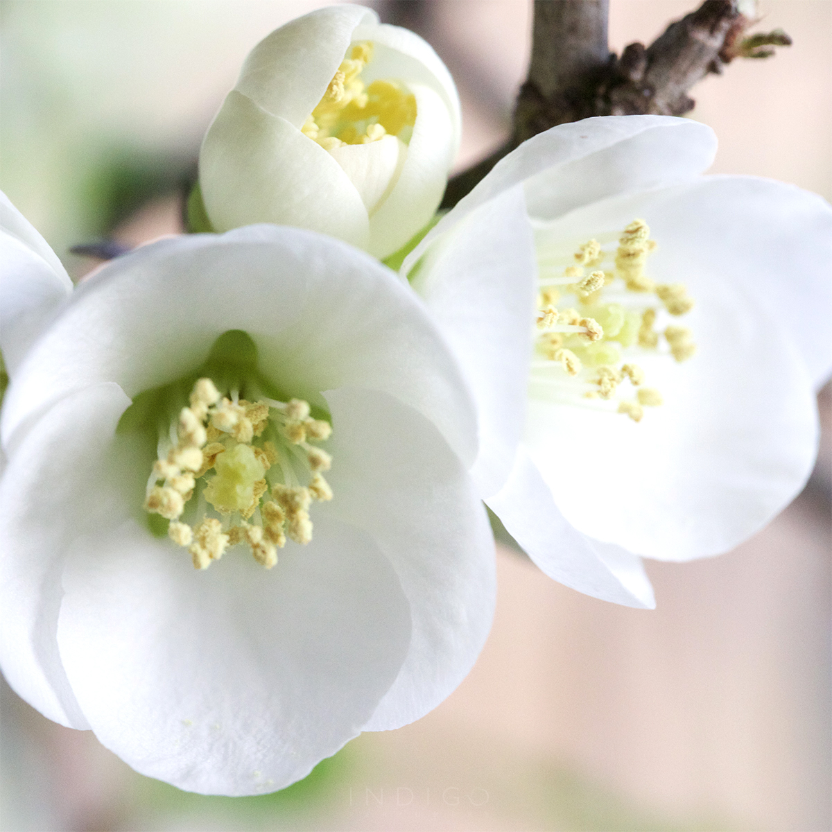Quince blossoms opening... we had the branches in a cool place to hold them longer.
#FlowerReport #indigoscentedgarden