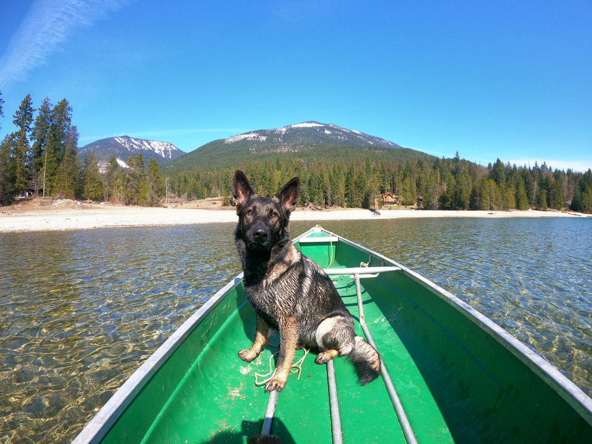 Pest2Pet's tweet photo. Remember that little journeys are required to enjoy big adventures. https://t.co/kqyvq0fmPX