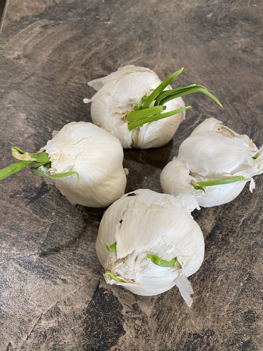 swksfarmer's tweet photo. Too late to plant? #garlic2020 https://t.co/ZwsVIcUwuI