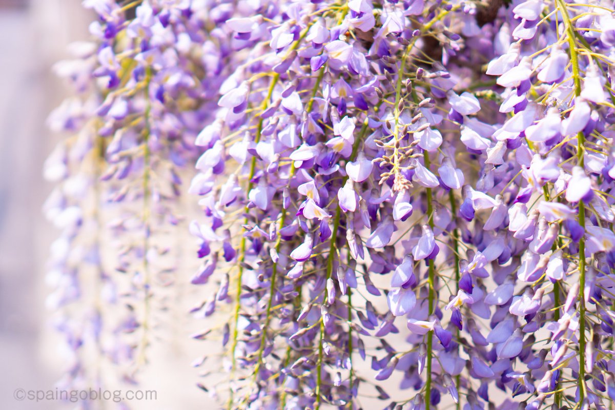 Hiroko スペイン語 ペルー Buenos Dias おはようございます 藤の花 Flor De Glicina フロール デ グリシナ 藤棚 Enrejado De Glicina エンレハード デ グリシナ Enrejadoは格子という意味 藤の花は綺麗でどこか妖艶な Hiroko スペイン語 ペルー Buenos Dias おはようございます 藤の花 Flor De Glicina フロール デ グリシナ 藤棚 Enrejado De Glicina エンレハード デ グリシナ Enrejadoは格子という意味 藤の花は綺麗でどこか妖艶な