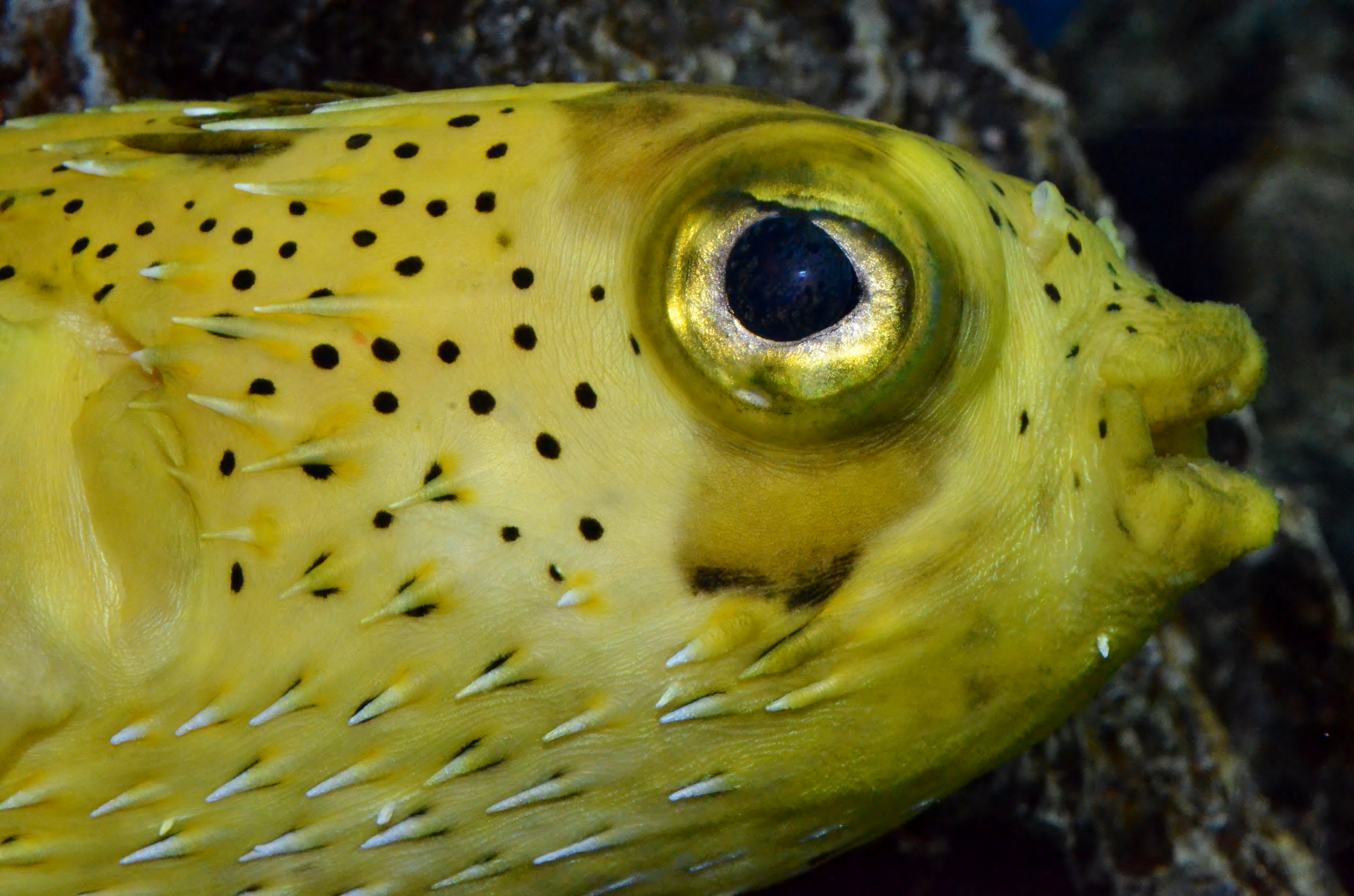 新潟市水族館マリンピア日本海 公式 ハリセンボン 暖流の旅 脊索動物門 硬骨魚綱 フグ目 ハリセンボン科 ハリセンボン属 全長30 北海道以南 世界中の温熱帯域の岩礁 サンゴ礁等 体に可動の棘が多数ある 背鰭 尾鰭に黒点が無い 鰓孔前方に黒