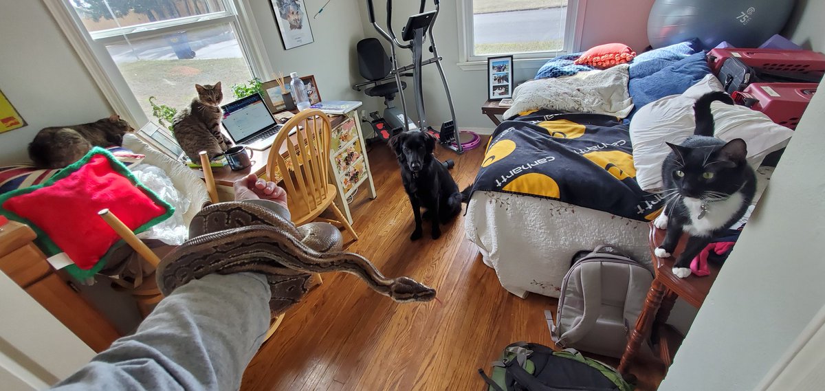 Caitydid685's tweet photo. This motley assortment of creatures has been COMPLETELY USELESS throughout this whole Mouse War. Shame them all, except Jehan. He lives in a tank and is therefore excused from all duties involving rodenticide. #mouseinmyhouse #freeloadingcats #freeloadingdog #USELESSCREATURES https://t.co/88xrpbHdNu