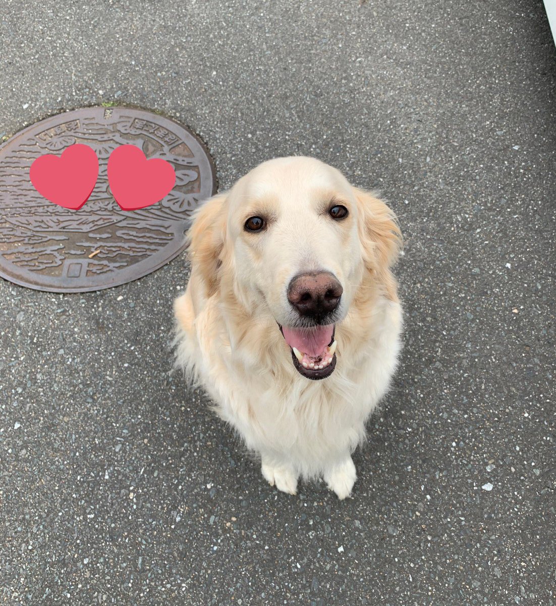 kenkosuzume's tweet photo. ゴールデンって、会った時必ず���顔！
うれしーって全身から溢れてて、こちらは癒されまくりですよ。
#ゴールデンレトリバー　#知り合いの犬 https://t.co/RWgEVmvZFp
