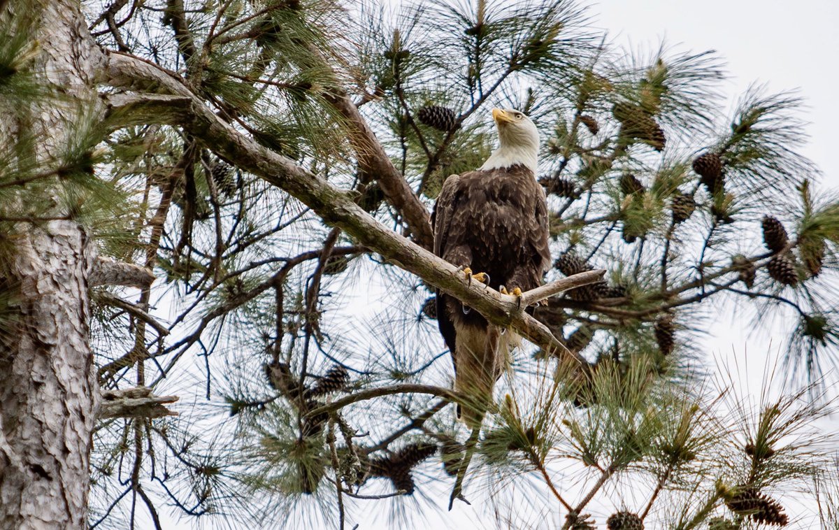 joshvbell's tweet photo. Spotted today at #marketcommon in #MyrtleBeach
•
#baldeagle 🦅 https://t.co/D5s5OHf6tS