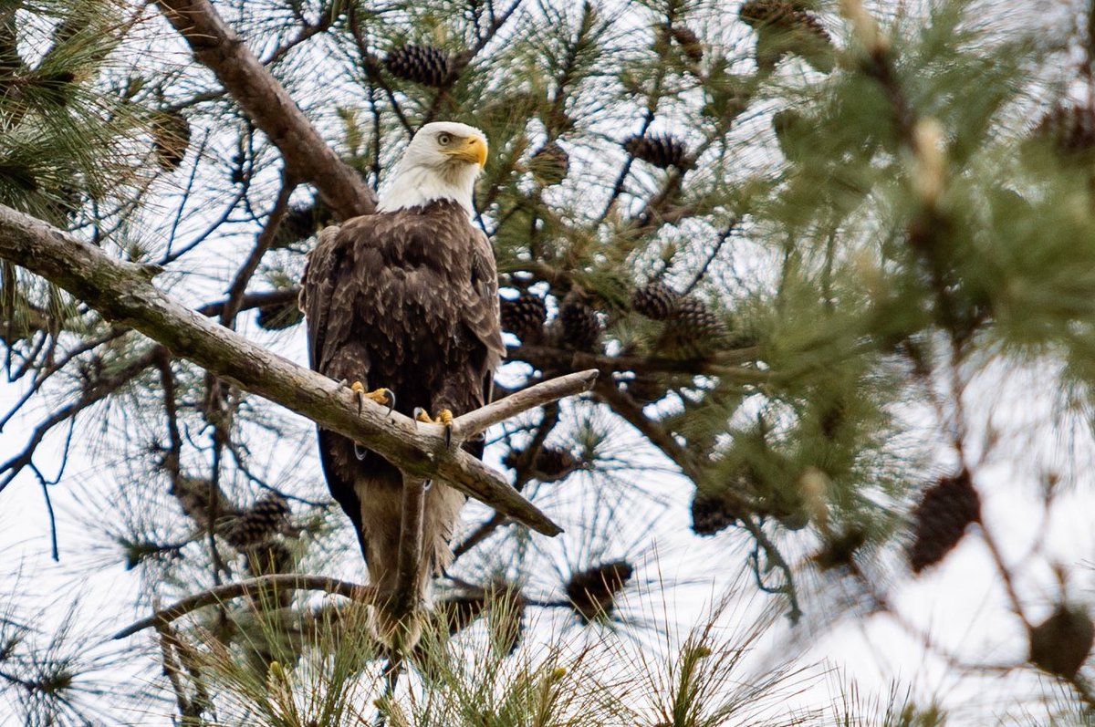joshvbell's tweet photo. Spotted today at #marketcommon in #MyrtleBeach
•
#baldeagle 🦅 https://t.co/D5s5OHf6tS