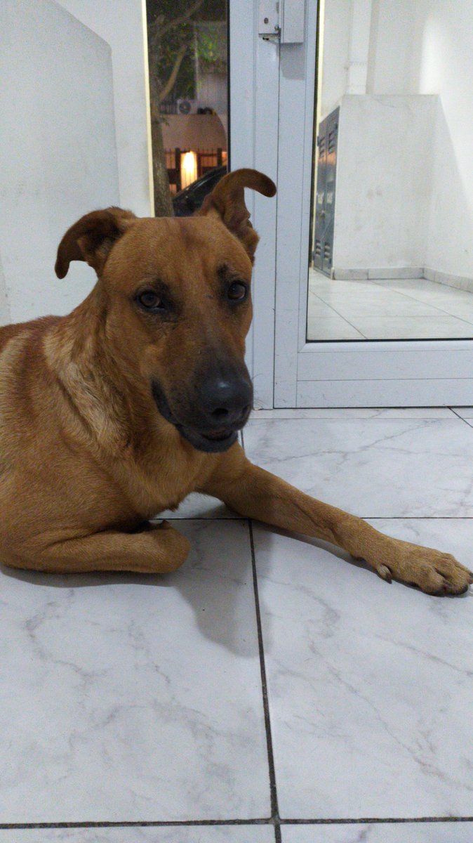 Es de alguien este perro? está llorando un montón <a href="/VivireNuevaCba/">VivirenNuevaCórdoba®</a> RT urgente porfa parece perdido