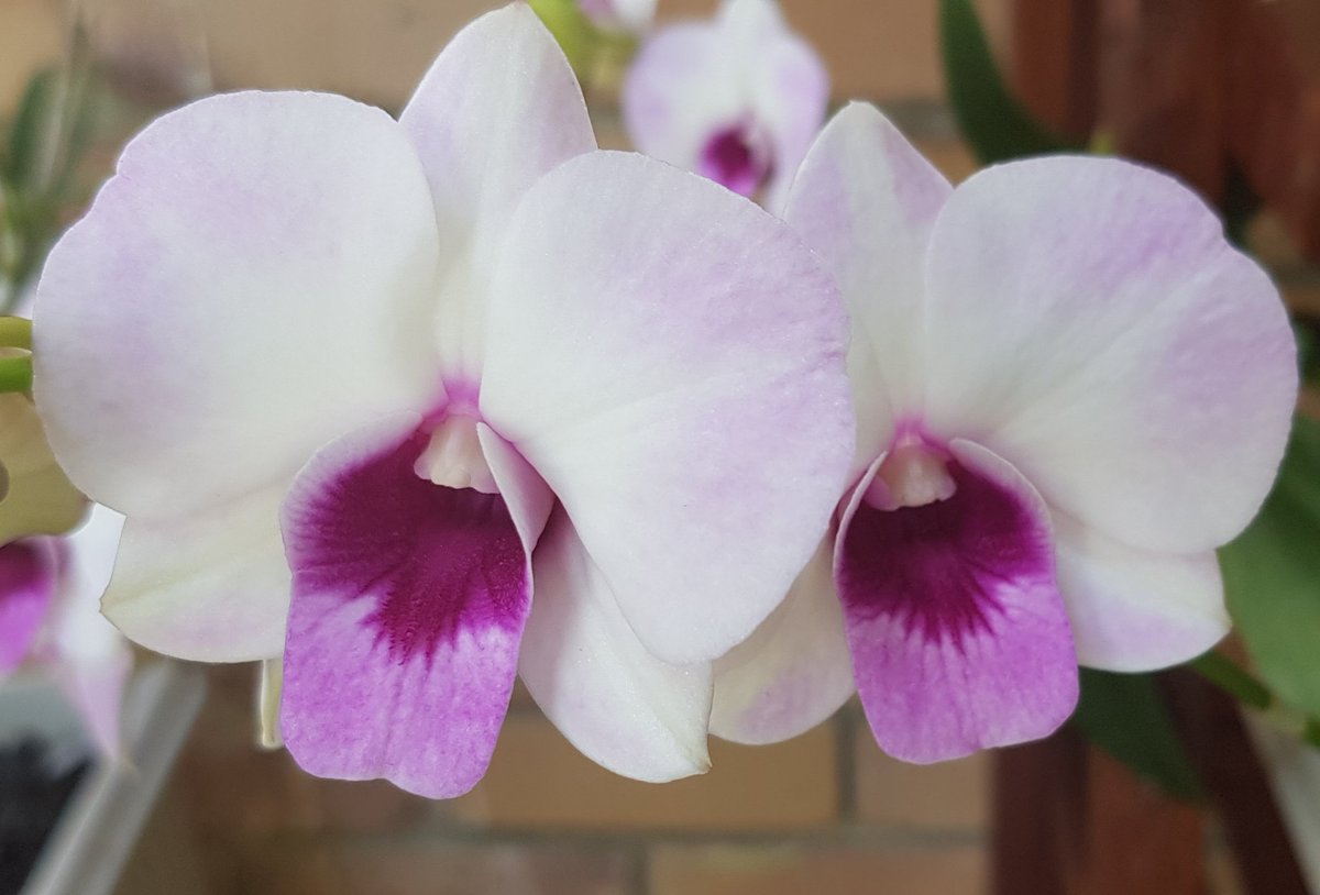 footsiephotos's tweet photo. #orchids from my garden
#thephotohour #photography #plant #Queensland #stornmhour #olympus #disabledphotographer #discoverqld #queensland #abcopen #aussiephotos https://t.co/h2CBXWmlSZ https://t.co/lrOSGxOXTh
