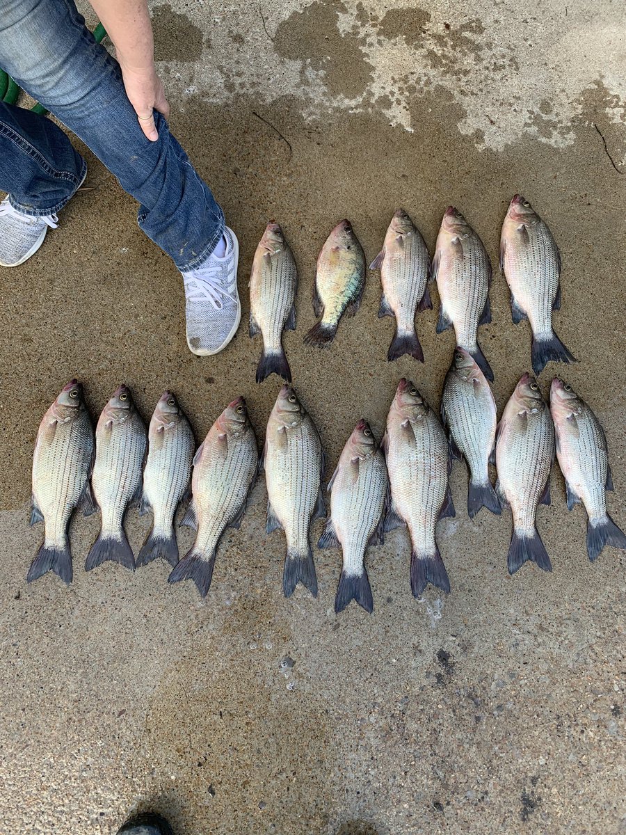 DWBEASON's tweet photo. White bass https://t.co/UPcrp2uSQm