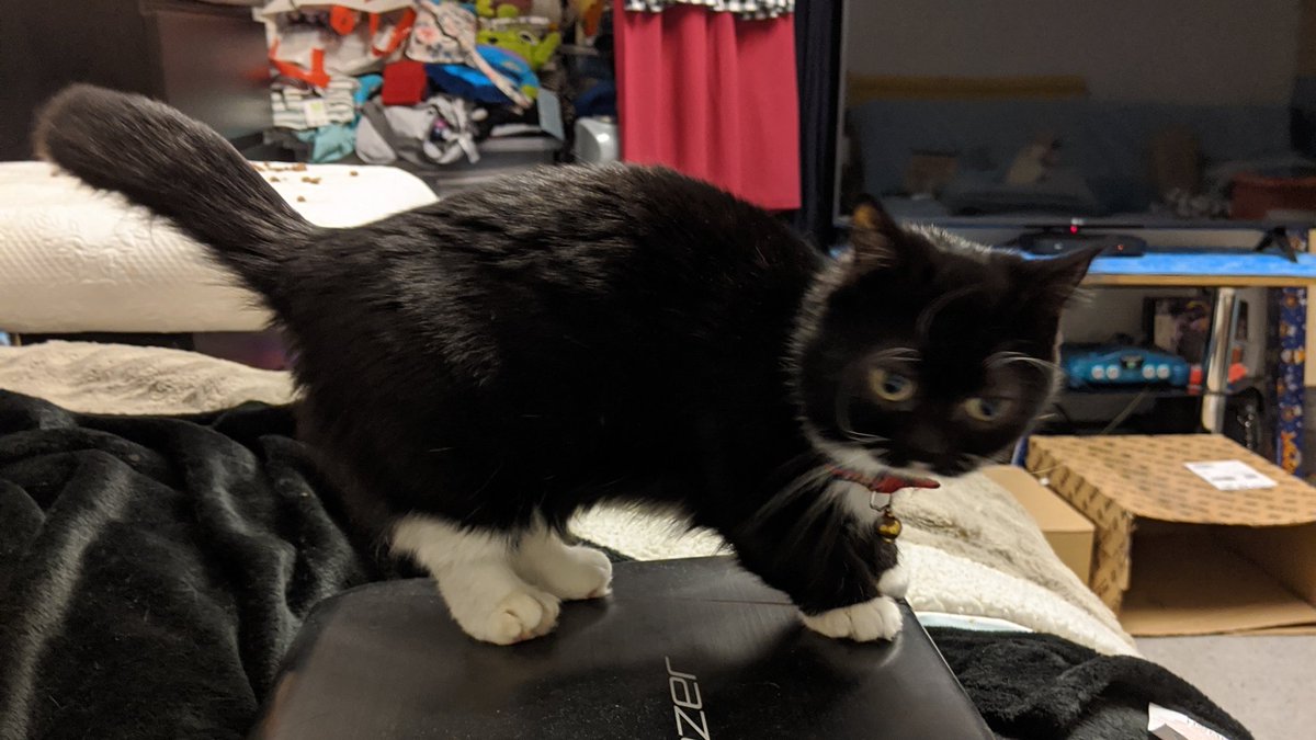 SmolHolly's tweet photo. 28/03/2020
Mom realized she hadnt taken any photos of me recently so she tried to make up for it 🙄 https://t.co/LXuKE3aXuY