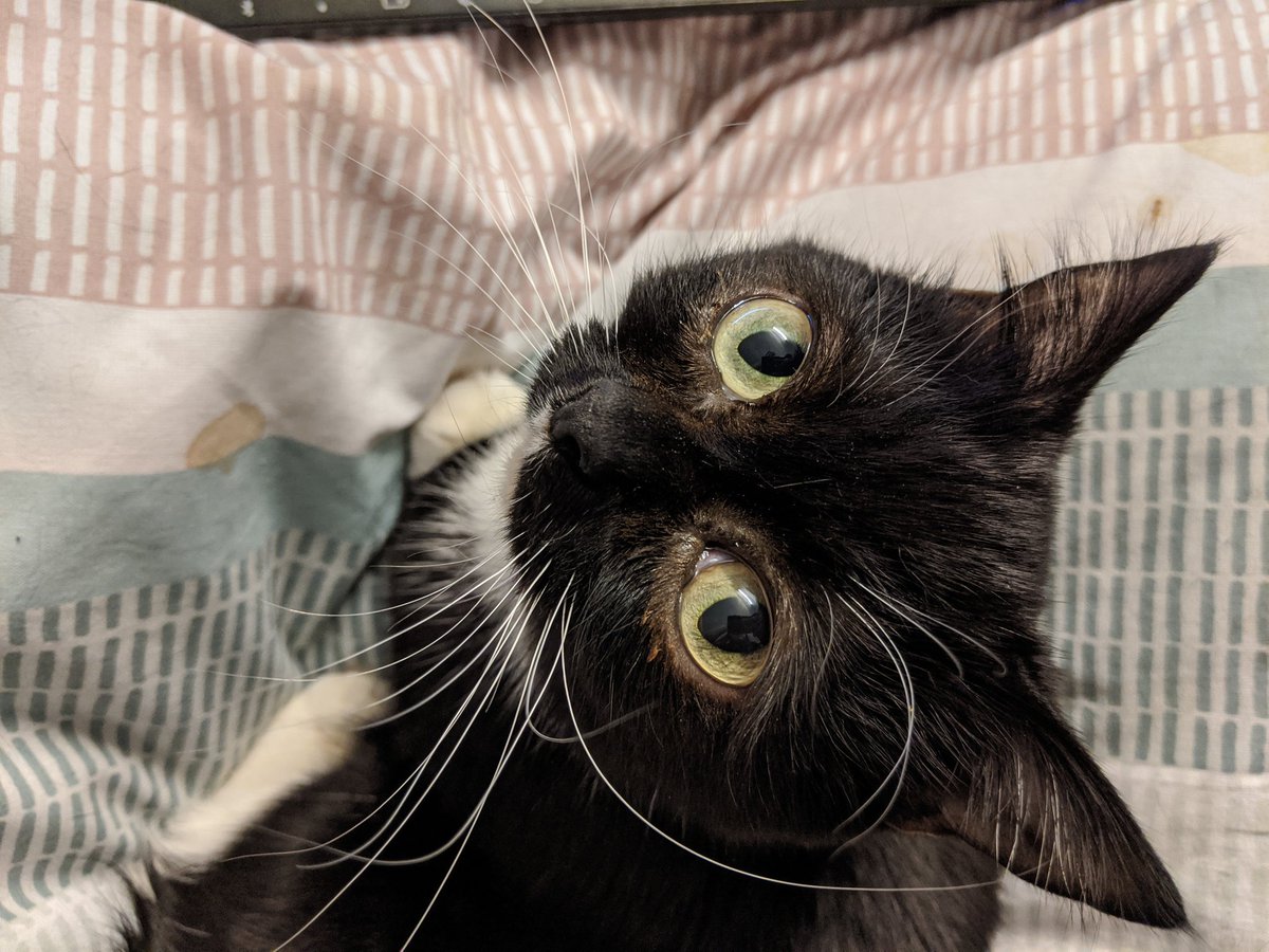 SmolHolly's tweet photo. 08/04/2020
Aaaand again #CuteCat #CatsOfTwitter #CatsOfTheQuarantine https://t.co/zQbpggAdeA