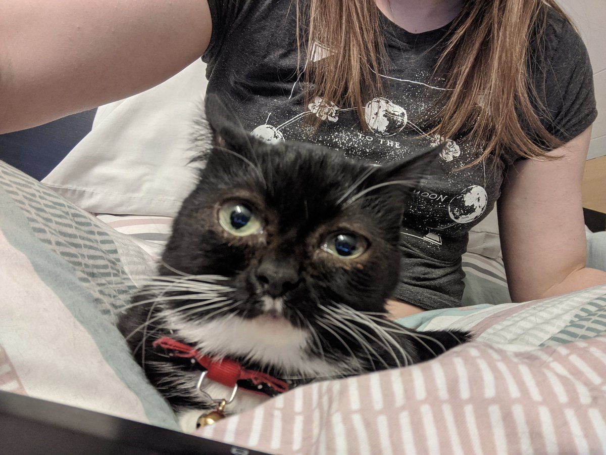 SmolHolly's tweet photo. 08/04/2020
Aaaand again #CuteCat #CatsOfTwitter #CatsOfTheQuarantine https://t.co/zQbpggAdeA