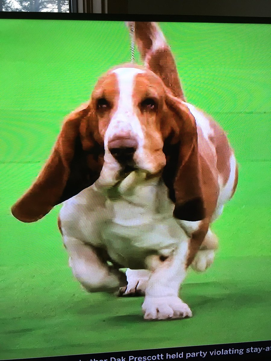 I have been watching a rerun of the 2015 Westminster Dog Show and I’m afraid I have been forced to rename all of the dogs. May I introduce you to Detective Bonesworth Chowder?