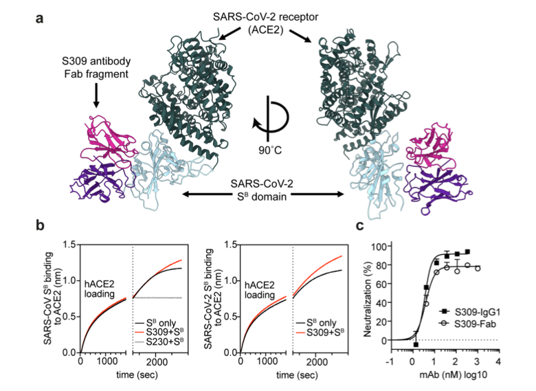 mmw_lmw's tweet photo. #SARSCoV2 @biorxivpreprint | Structural and functional analysis of a potent #NeutralizingAntibody | Originally isolated from #SARSsurvivor #Memory_B_cells | Davide Corti @Vir_Biotech https://t.co/qzTbvGM1uY https://t.co/eZb4W46zyo
