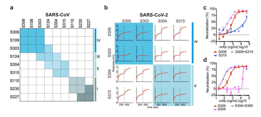 mmw_lmw's tweet photo. #SARSCoV2 @biorxivpreprint | Structural and functional analysis of a potent #NeutralizingAntibody | Originally isolated from #SARSsurvivor #Memory_B_cells | Davide Corti @Vir_Biotech https://t.co/qzTbvGM1uY https://t.co/eZb4W46zyo