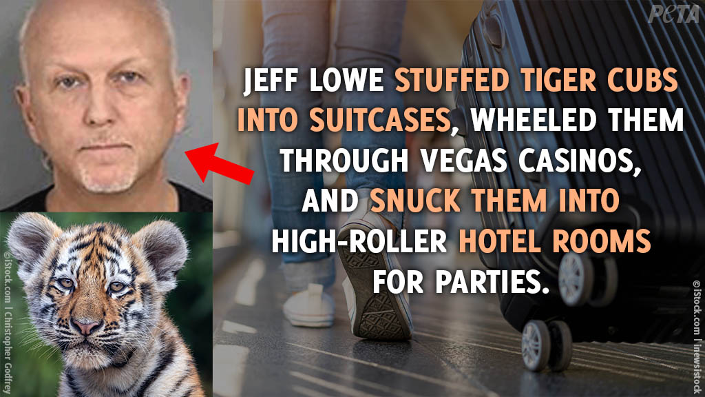 peta's tweet image. Reminder that Jeff Lowe sucks. #TigerKing