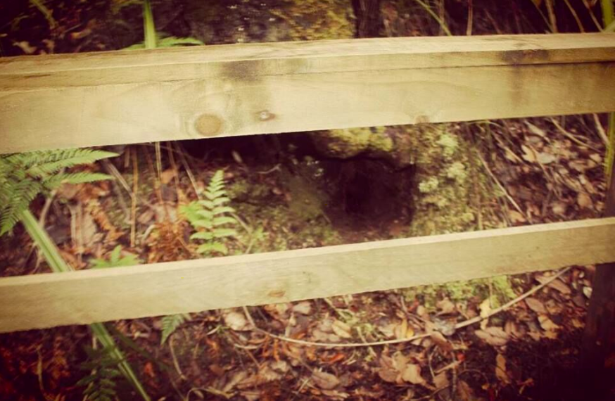 FootprintsNZ's tweet photo. "The doors we open and close each day decide the lives we live." 🚪🌳🏞️ https://t.co/c7VFgScyl7 #FootprintsWaipoua #SecretsOfTheForest https://t.co/M2767X816F