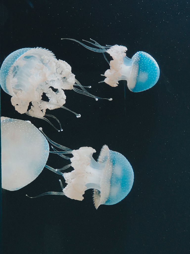 caeturk33's tweet photo. @jessiepaege here are some really cool jellies 💛✨ https://t.co/fploPpFH2M