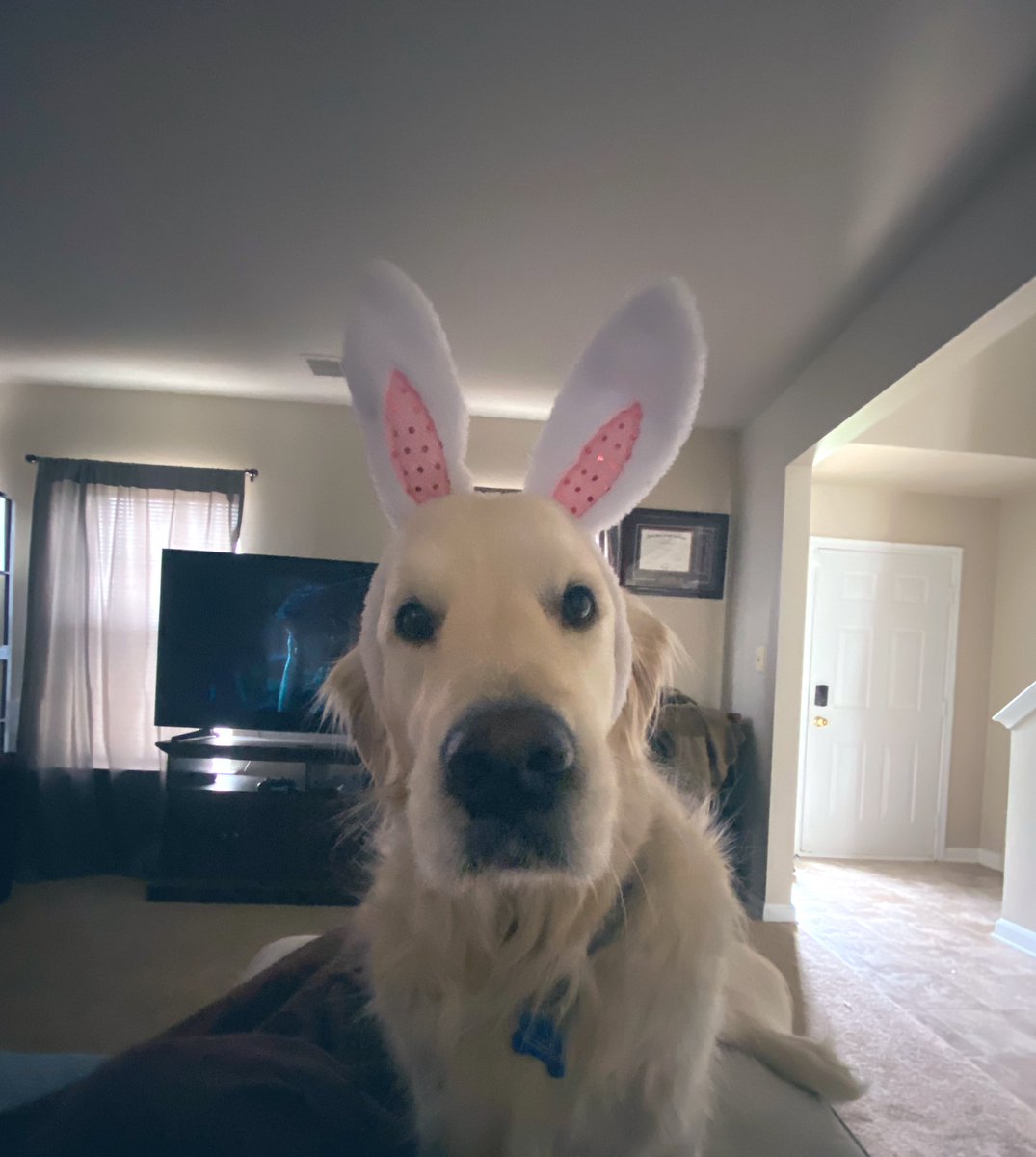 theDogvocate's tweet photo. hoppy easter, fren. https://t.co/yd8EgMJBQn