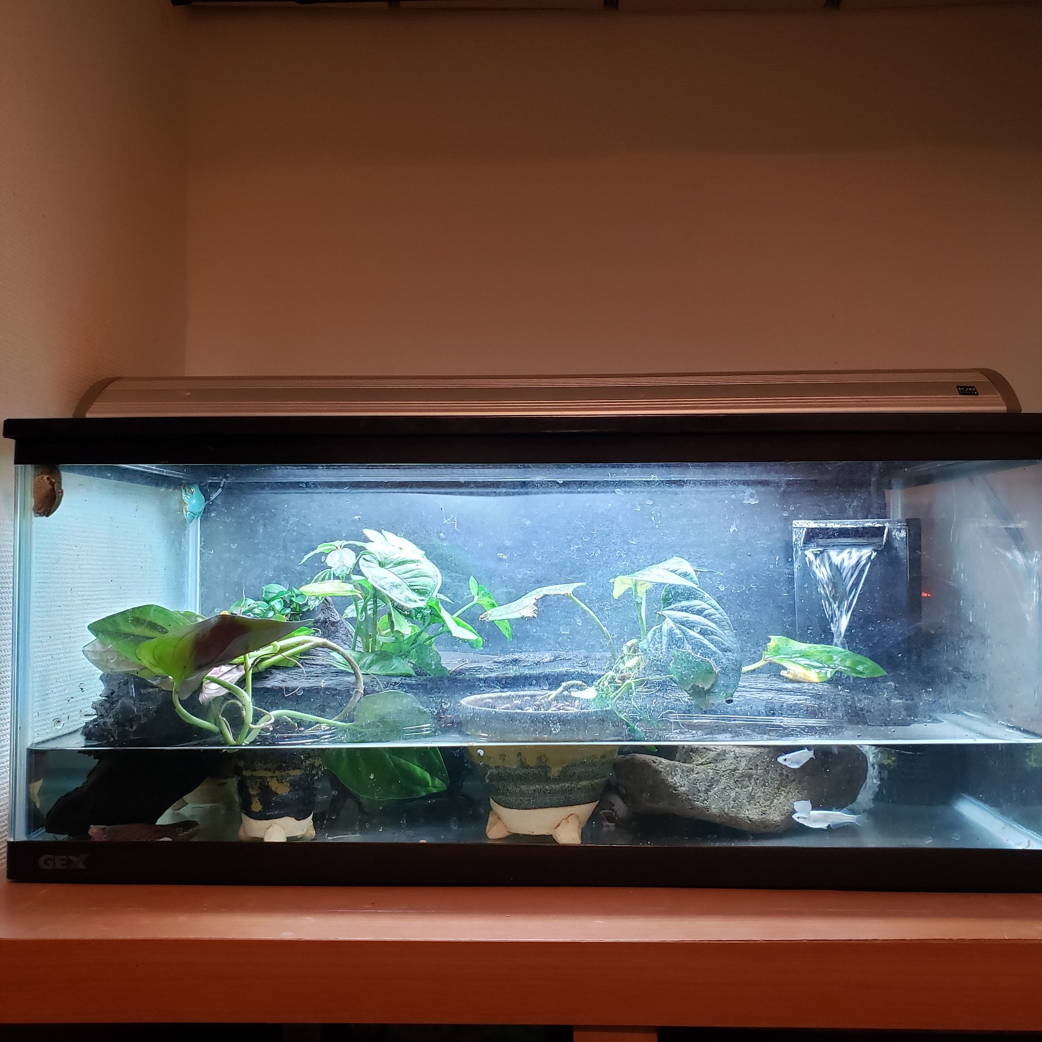 Tomo カエルの水槽を温室から部屋内にしました 今日は生憎の雨で寒いかな ゴメン 現在モリアオガエル三匹 アマガエル一匹 アカハライモリ四匹とメダカ数匹 Tomo カエルの水槽を温室から部屋内にしました 今日は生憎の雨で寒いかな ゴメン 現在モリアオガエル三匹 アマガエル一匹 アカハライモリ四匹とメダカ数匹