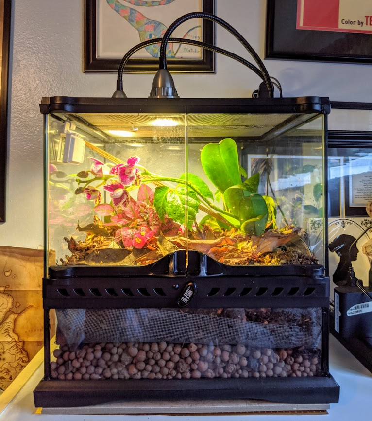 My terrarium came in today! Here's the finished version, and a thread with my set-up process. This is my first time ever building a bioactive vivarium, so it was quite a learning experience.