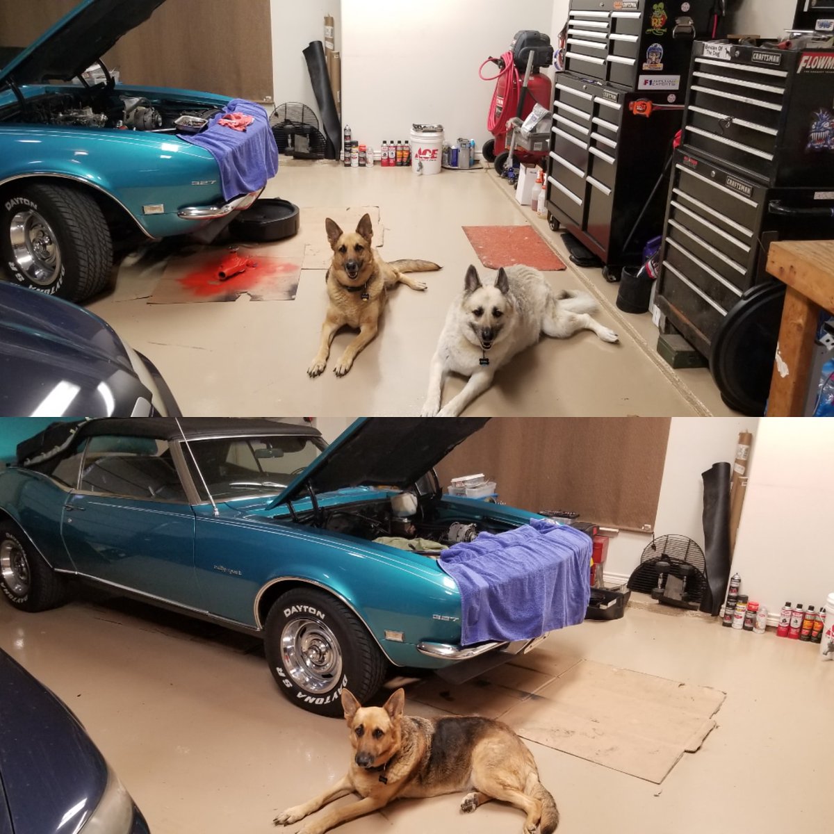 gearhead1014's tweet photo. @SteveTorrence My 2 girls are just happy to hangout with me when I'm at home. https://t.co/ujIvAt04IU
