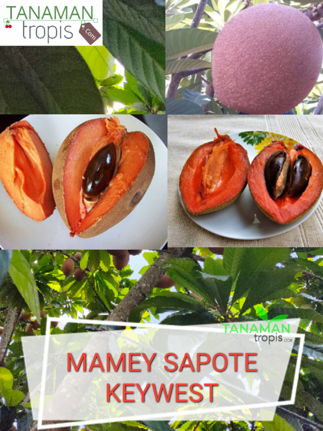tanamantropis's tweet photo. https://t.co/nvWdi1DSWM
Untuk Pembelian bibit yang berkualitas bisa hubungi nomor customer service kami :
Telp / SMS / WA : 0857-4385-2768

Jual Bibit Tanaman Buah Mamey Sapote Keywest – Sawo Raksasa Asal Meksiko

#mameysapote #buahmameysapote #saworaksasa #buahsawo #manfaatsawo https://t.co/0lbENxREJh