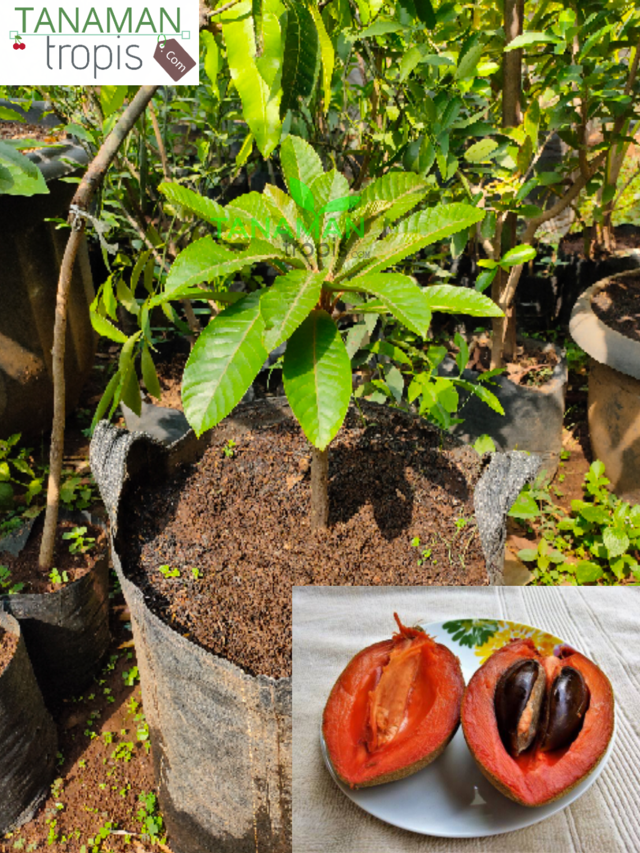 tanamantropis's tweet photo. https://t.co/nvWdi1DSWM
Untuk Pembelian bibit yang berkualitas bisa hubungi nomor customer service kami :
Telp / SMS / WA : 0857-4385-2768

Jual Bibit Tanaman Buah Mamey Sapote Keywest – Sawo Raksasa Asal Meksiko

#mameysapote #buahmameysapote #saworaksasa #buahsawo #manfaatsawo https://t.co/0lbENxREJh