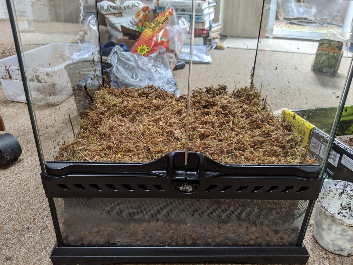 Step four: Substrate & Sphagnum.I forgot to take photos of the substrate itself, but it's a mix of orchid bark, coir, sphagnum moss, charcoal, and organic potting soil.Then I put another layer of moss on top.