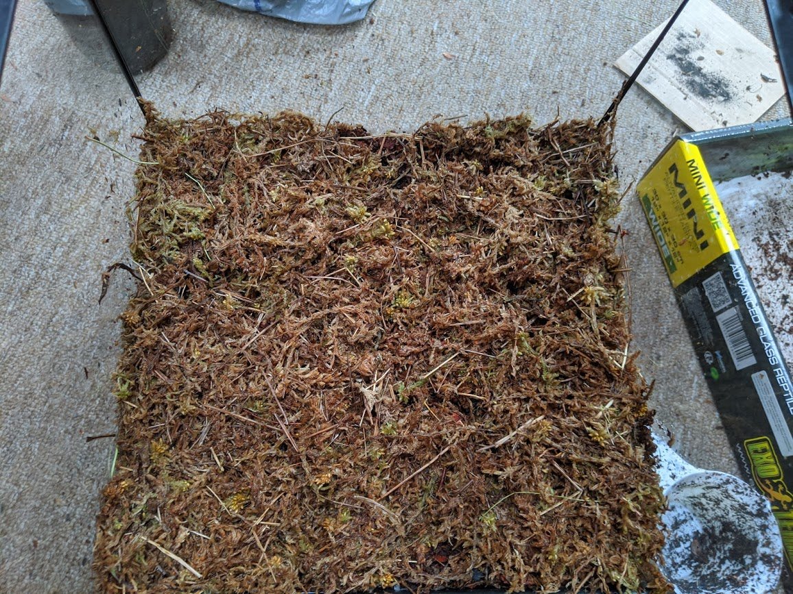 The layer of sphagnum on top simulates the layer of decaying plant matter on the forest floor and also helps with humidity. I am aiming to recreate a tropical climate, so the more humidity I can achieve, the better.