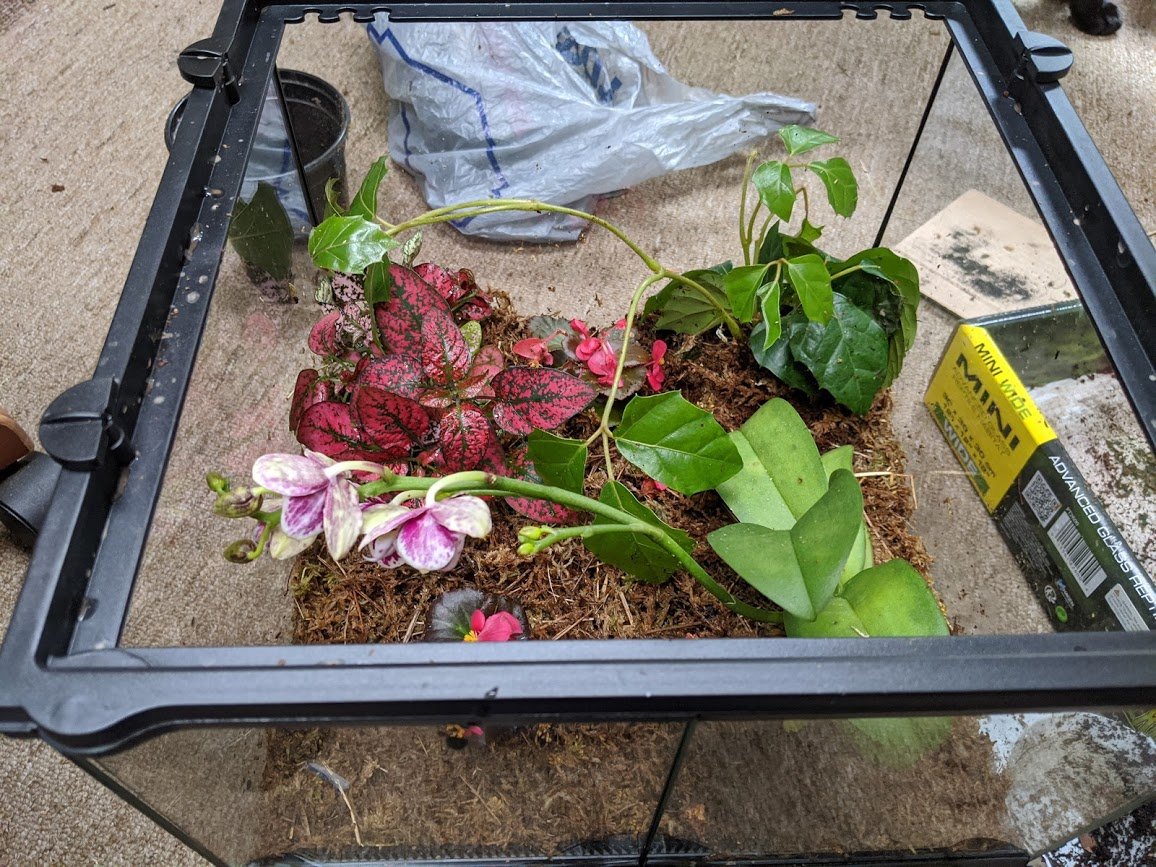 Step five: Plants.I tried to find plants that would do well in high-humidity environments, and I ended up with begonia sumperflorens, cissus, hypoestes, and an orchid hybrid (doritaenopsis).