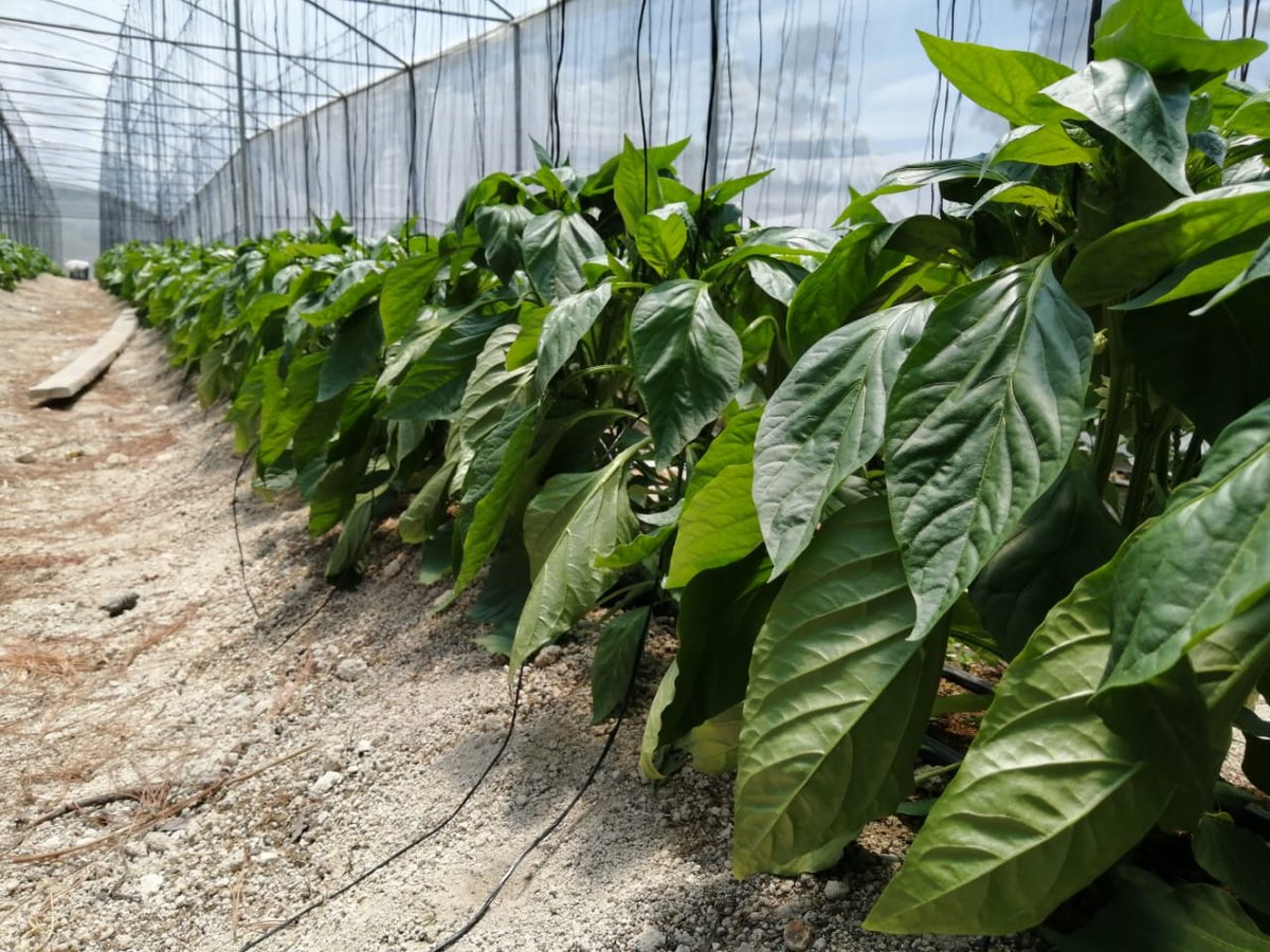 rflores20's tweet photo. #Agricultura #cosechesanamente #BioQ #Q2000 @lapapa_lapapa productos nacionales !!! Nuestros productores son heroes siempre y ahora con crisis muchisimo más, apoyemos lo nacional . https://t.co/sQOnh1qH1y