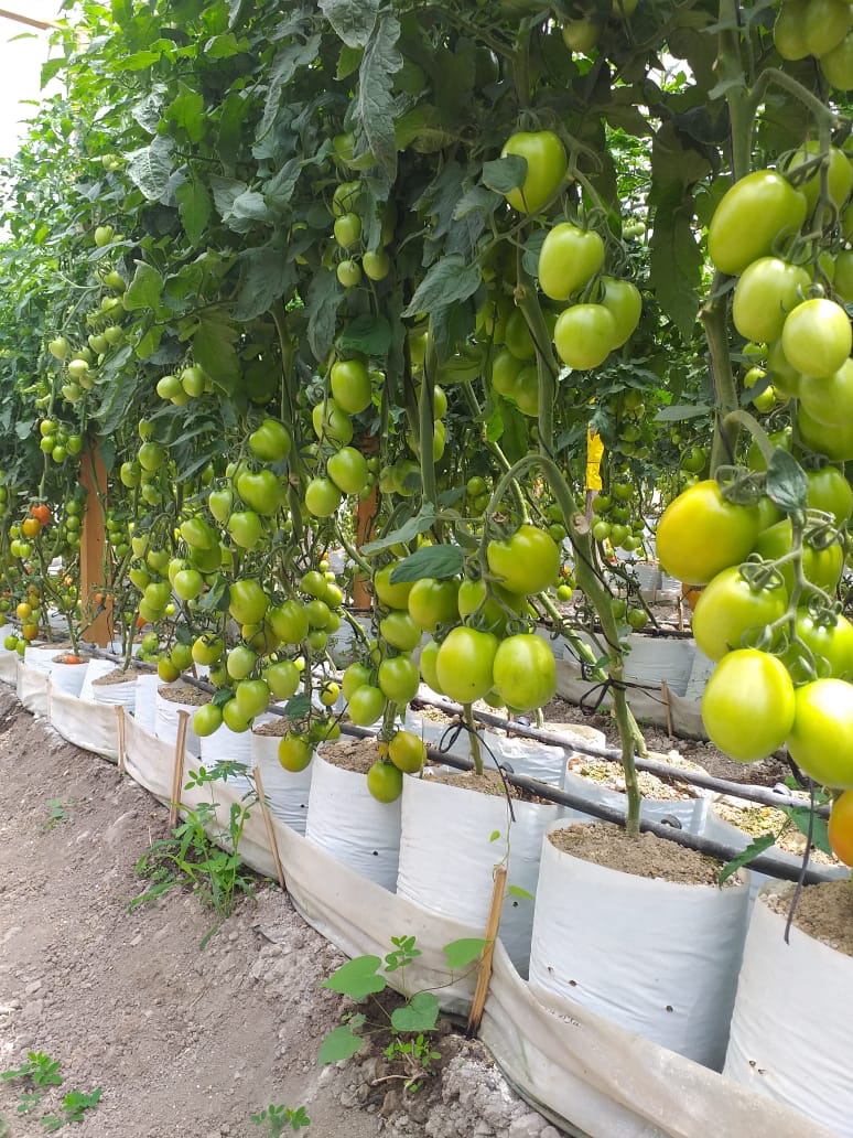 rflores20's tweet photo. #Agricultura #cosechesanamente #BioQ #Q2000 @lapapa_lapapa productos nacionales !!! Nuestros productores son heroes siempre y ahora con crisis muchisimo más, apoyemos lo nacional . https://t.co/sQOnh1qH1y