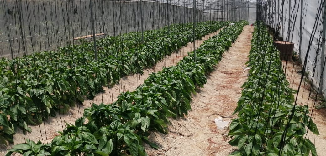 rflores20's tweet photo. #Agricultura #cosechesanamente #BioQ #Q2000 @lapapa_lapapa productos nacionales !!! Nuestros productores son heroes siempre y ahora con crisis muchisimo más, apoyemos lo nacional . https://t.co/sQOnh1qH1y