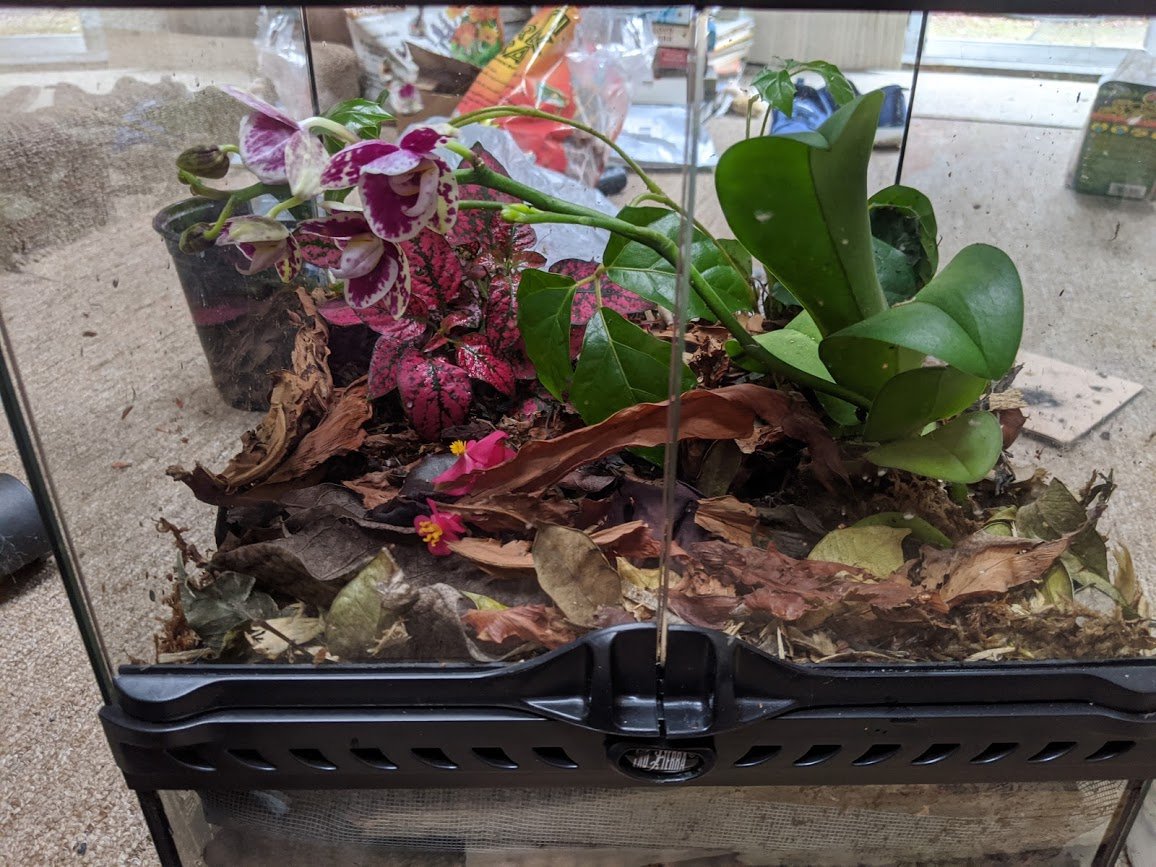 Step six: Leaf litter.I took the leaves out of the disgusting tea and dried them in the oven for a while. By the time I took them out, they were nicely desiccated! I spread them over the sphagnum, careful not to cover any of the living plants' leaves.