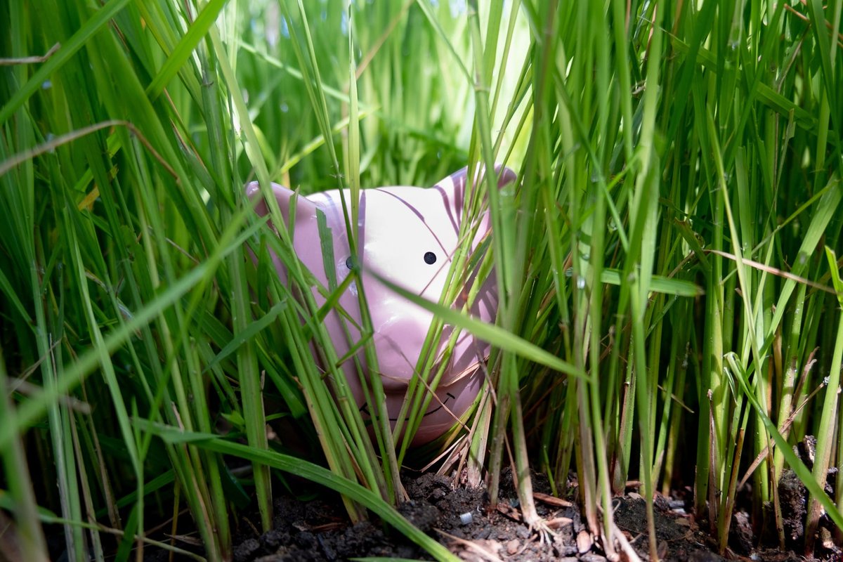 TransitionPG's tweet image. The pros and cons of tapping accounts for cash and which experts say should be your ‘last resort’ grow.acorns.com/withdrawing-mo… | #personalfinance #needcash