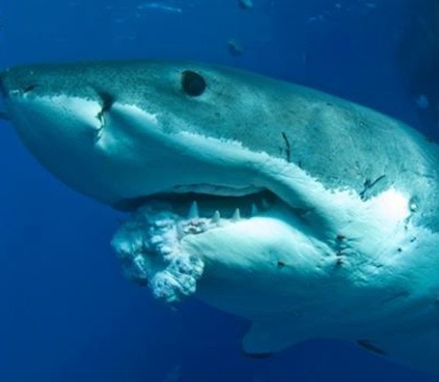 So sharks do get cancer (see picture of great white with tomour). They do APPEAR to be more resistant to it, which would be pretty cool. Research is ongoing to see how the molecular mechanism of that resistance works so that we can try to develop new medicines.