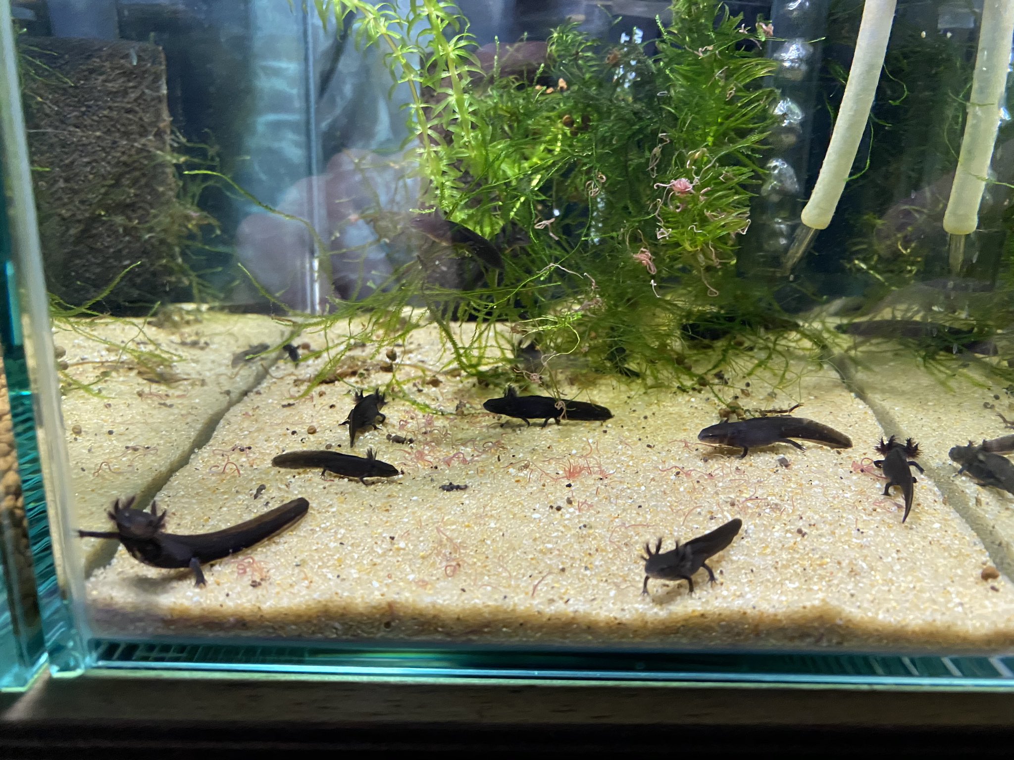 Aquarium Kind Pa Twitter 写真1 2 上陸前の幼生 親水槽で産卵 孵化した妖精をこっちに隔離 写真3 上陸直後のベビー 外鰓が縮み始めたら一晩で上陸しました シェルターはコルク樹皮片 写真4 上陸用プラケース 細かい溶岩石と珪砂 水苔で登りやすいように