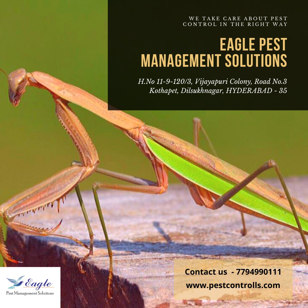 Eagle Pest Management Solutions (eagle_pest_ctrl) Twitter