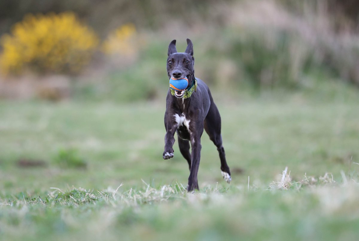 debbiereid93's tweet photo. This year wanted to photograph more action photography. So due to lock down I have been using my own dogs to try practise and get subject in middle. Need more practise of filling the photo but happy with these ones for now. #dogsinaction #dogsduringlockdown #doglovers #dogphoto https://t.co/nsOsAesQj0