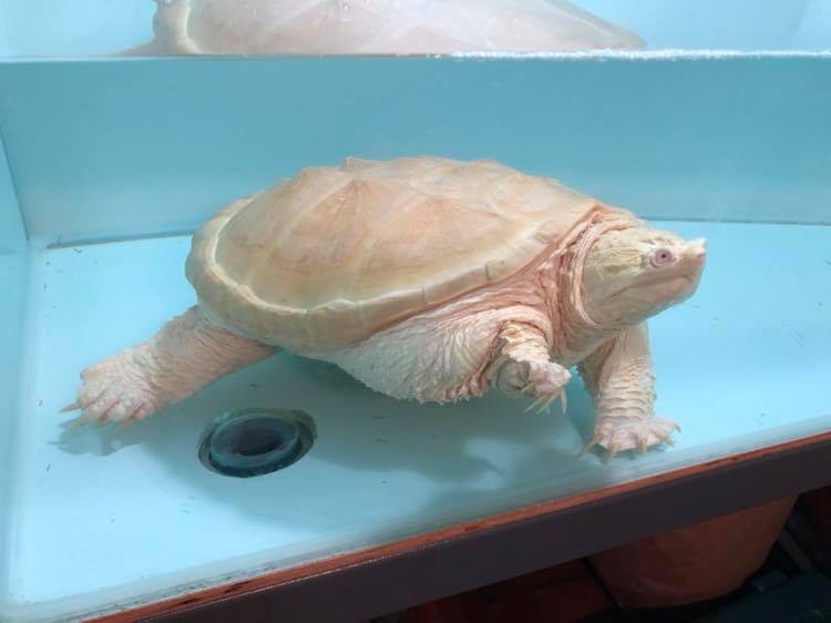 美しすぎるアルビノカミツキガメ