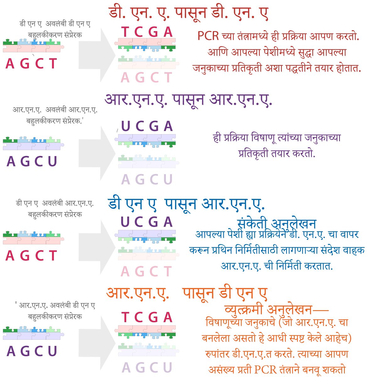 धन्यवाद  @SharmiliJagtap  for translating our Student Ambassador  @biochem_bri’s post on how the Covid-19 PCR test works into MARATHI! 25 languages now!  https://bit.ly/covid19testsmarathi  @India_Alliance