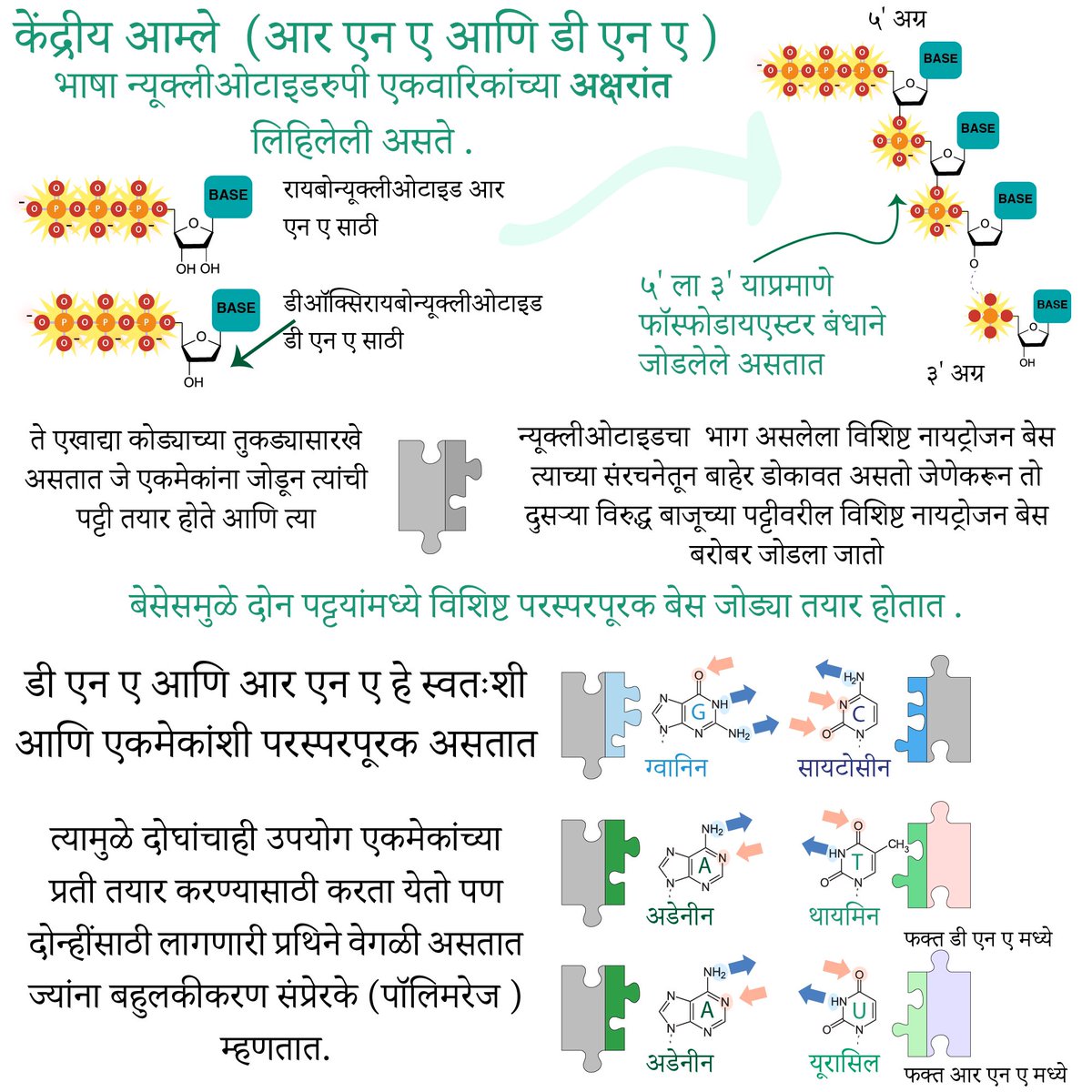 धन्यवाद  @SharmiliJagtap  for translating our Student Ambassador  @biochem_bri’s post on how the Covid-19 PCR test works into MARATHI! 25 languages now!  https://bit.ly/covid19testsmarathi  @India_Alliance