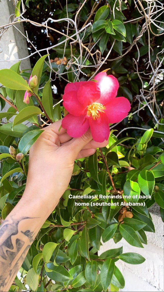 A beautiful pink Camellia flower! Caption: “reminds me of back home (southeast Alabama).” There are a lot of Camellias back home!