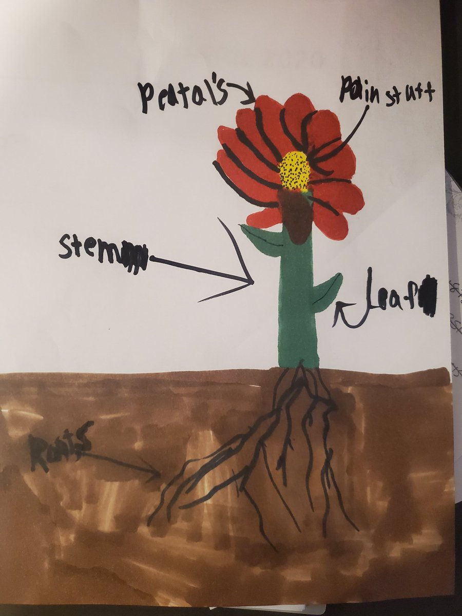 This is a poisonous plant, as depicted by my 8 year old. Bear with me, but I find it an apt symbol for  #COVID19.