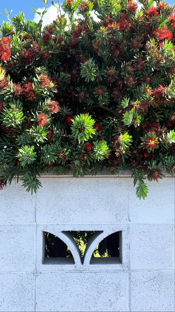 A decorative cinderblock and a Pohutukawa tree (  #newzealand bottlebrush tree)