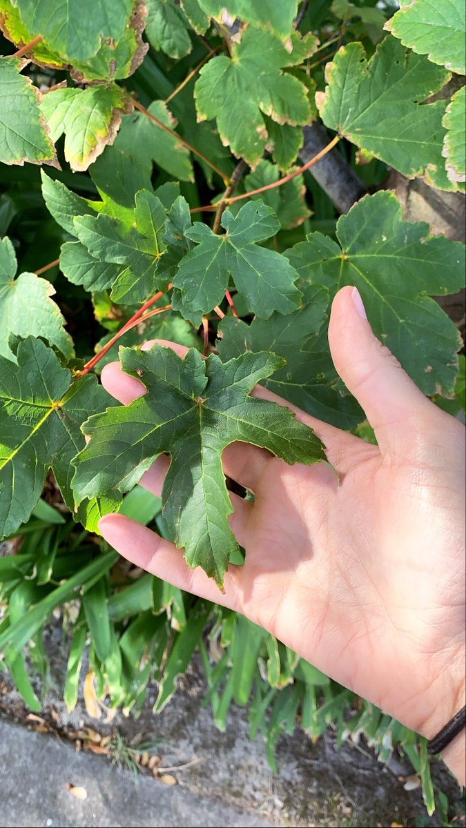 Holding a lovely green leaf in my hand.