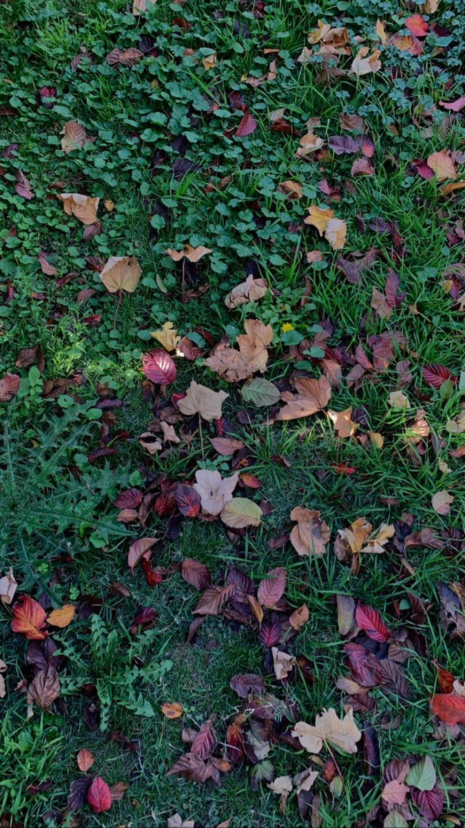 Red, burgundy, orange, and purple leaves scattered on the green grass.
