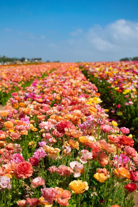 🌷 (@flowerimgs) on Twitter photo 